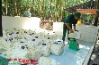 Cao su Phước Hòa: Mỗi tấn vượt kế hoạch thưởng 100.000đ